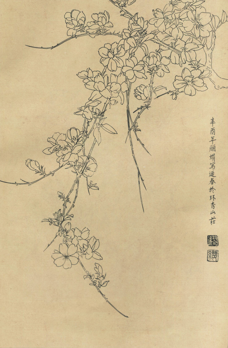 百花图谱05迎春花 高清大图下载