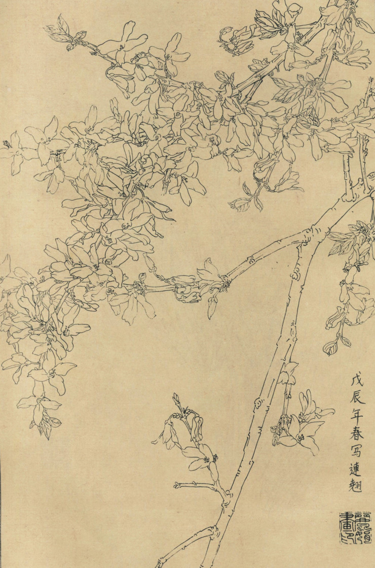 百花图谱08连翘 高清大图下载