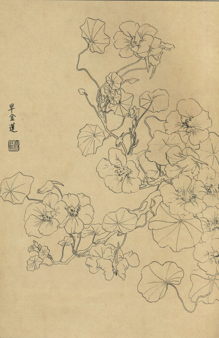 百花图谱11旱金莲 高清大图下载