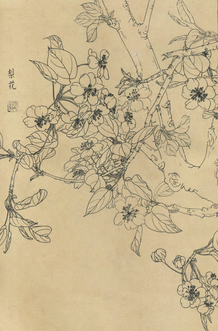 百花图谱14梨花 高清大图下载