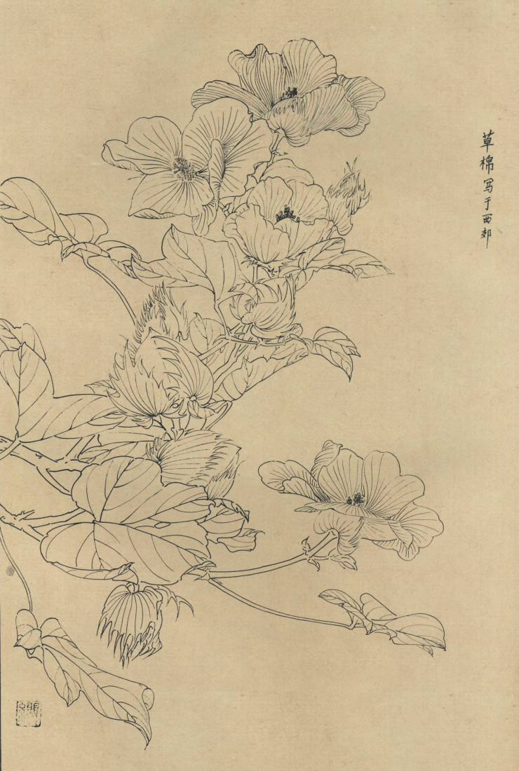 百花图谱18 草棉 高清大图下载