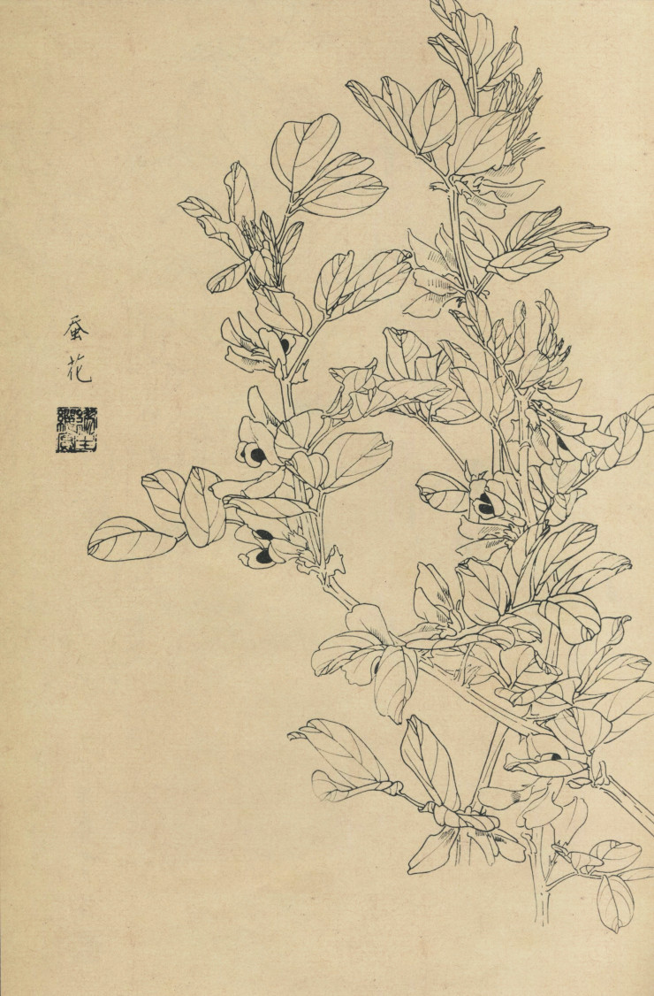 百花图谱25 蚕花 高清大图下载
