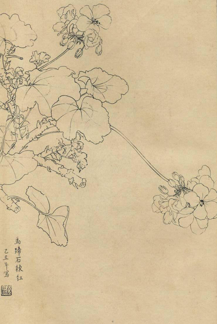 百花图谱32 马蹄石辣红 高清大图下载