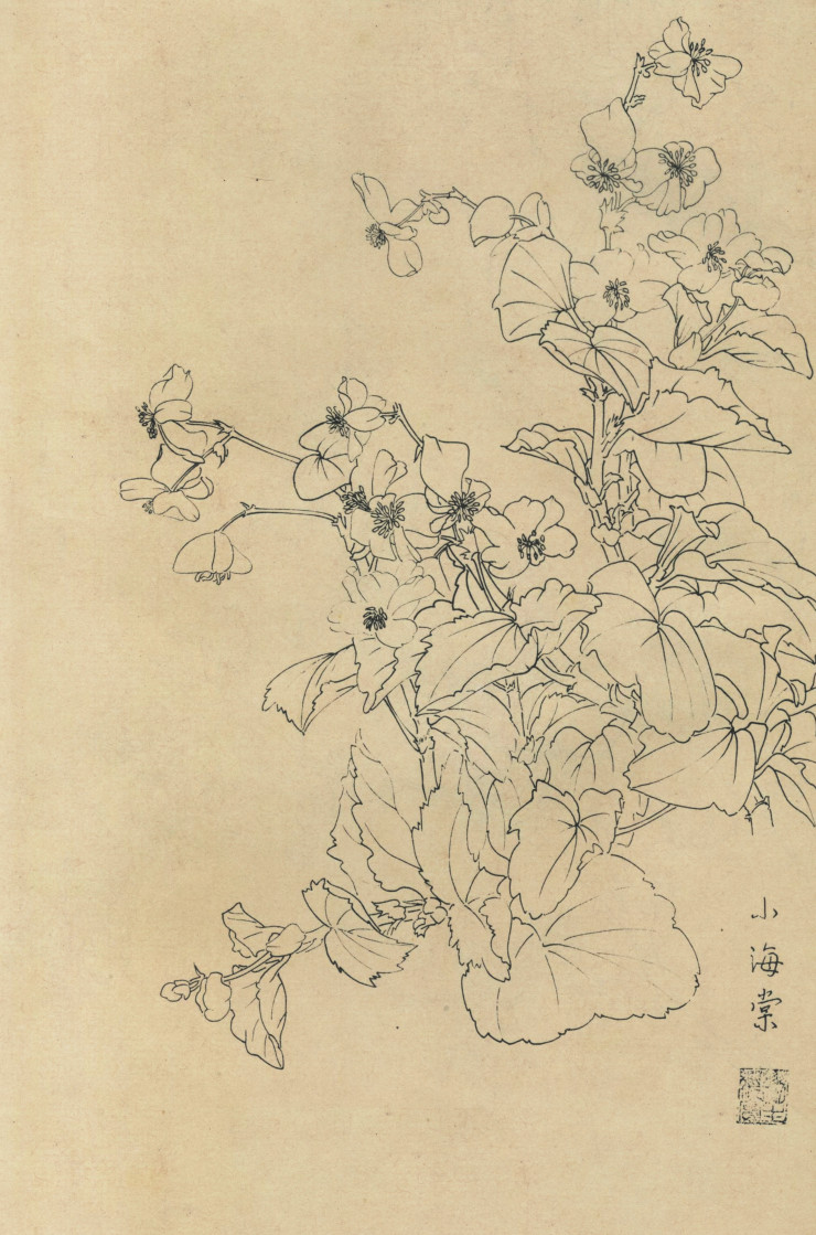 百花图谱28 山海棠 高清大图下载