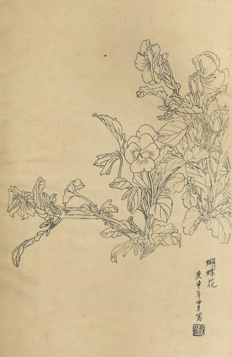 百花图谱35 蝴蝶花 高清大图下载