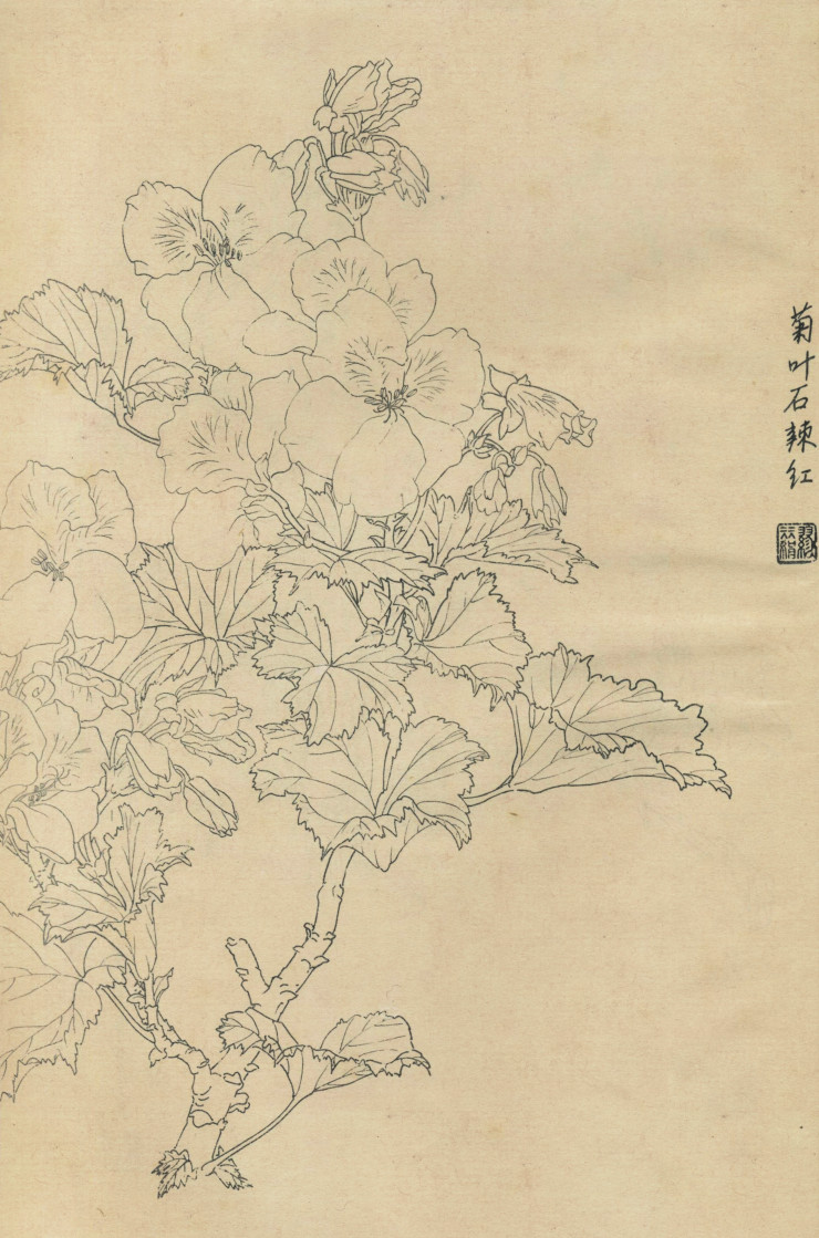 百花图谱36 菊叶石辣红 高清大图下载