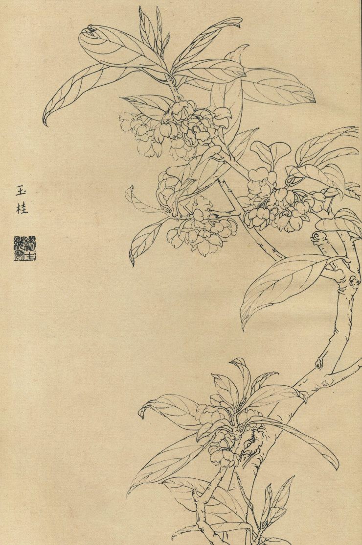百花图谱38 玉桂 高清大图下载