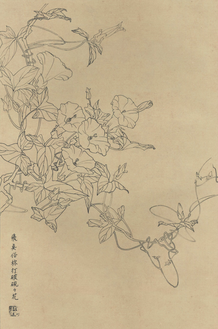 百花图谱43 飞点(打破碗花) 高清大图下载