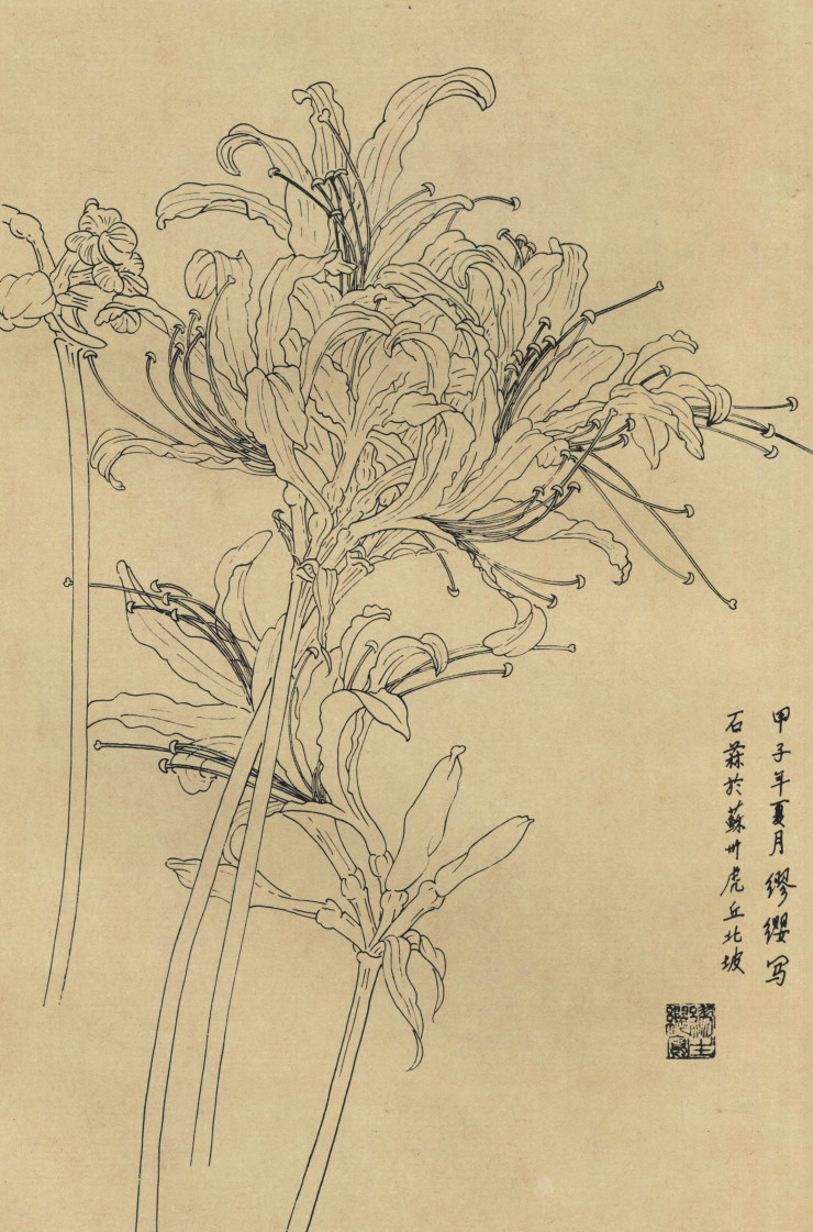 百花图谱60 石蒜 高清大图下载