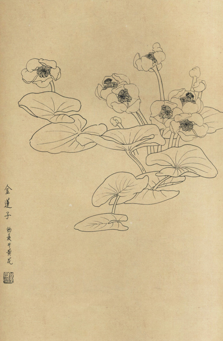 百花图谱74 金莲子 高清大图下载