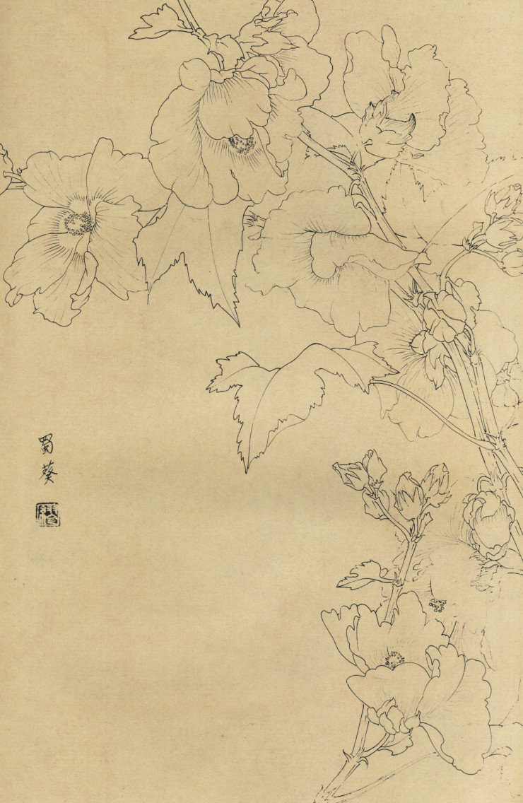 百花图谱78 蜀葵 高清大图下载