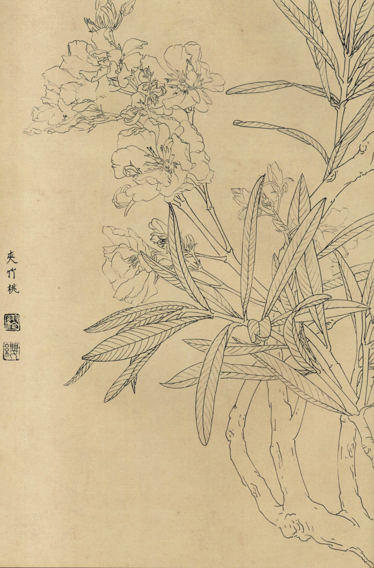百花图谱84 夹竹桃 高清大图下载