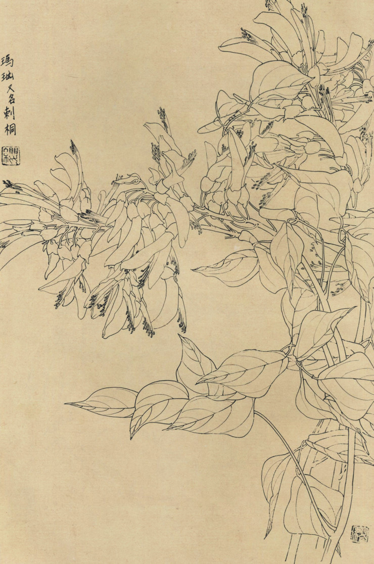 百花图谱85 刺桐花 高清大图下载