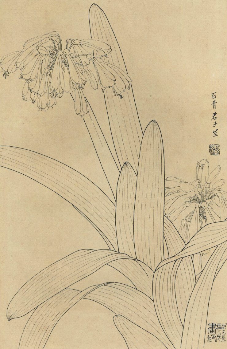 百花图谱87 石青君子兰 高清大图下载