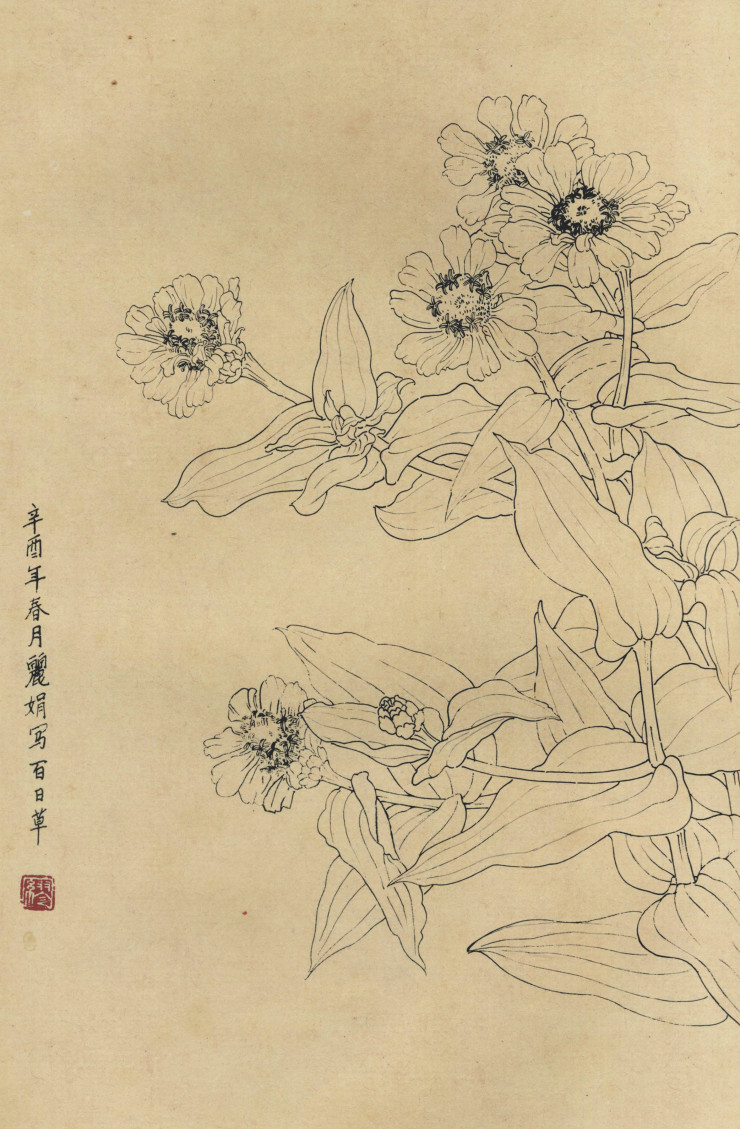 百花图谱91 百日草 高清大图下载