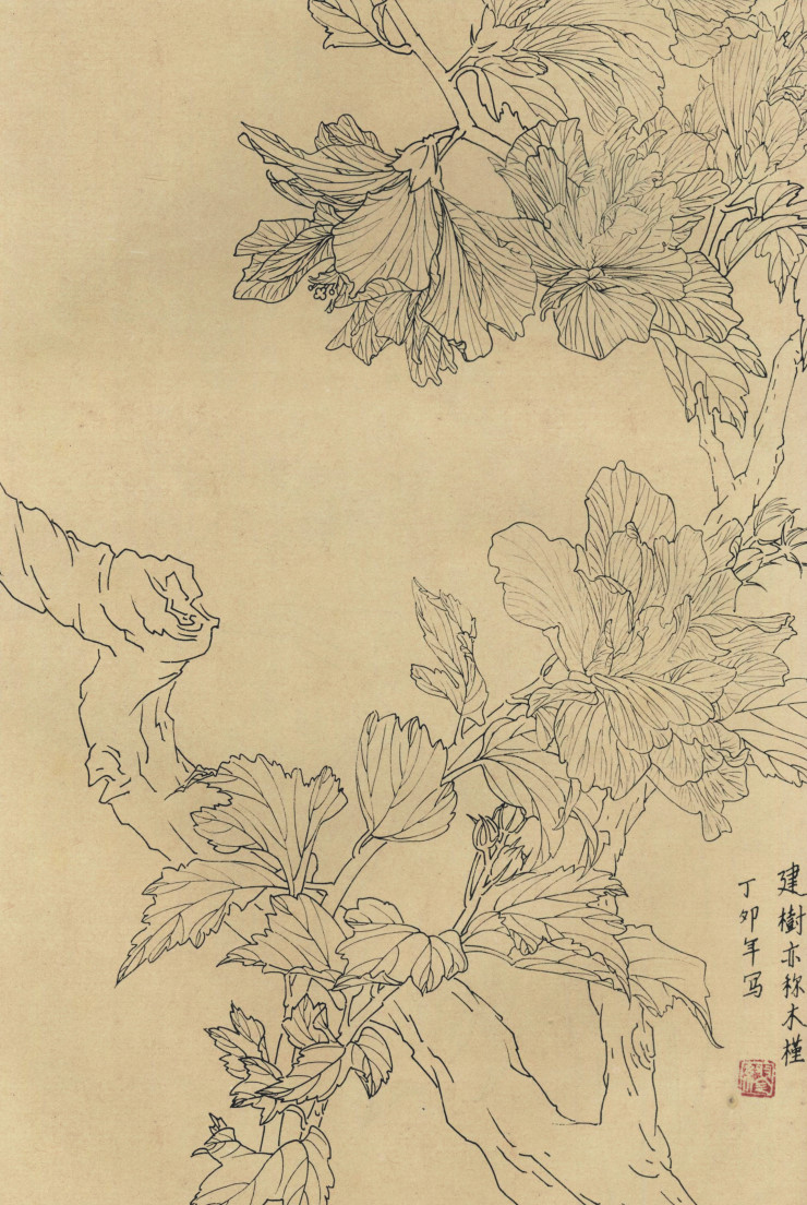 百花图谱96 木槿 高清大图下载