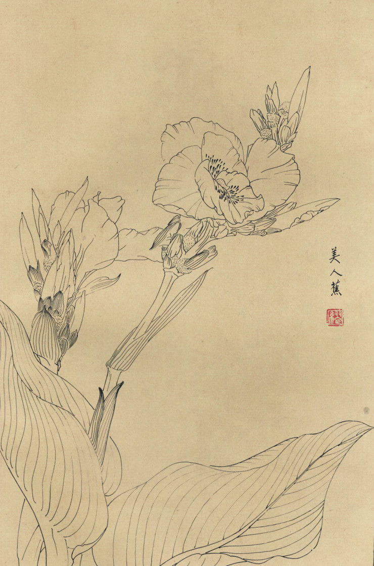 百花图谱97 美人蕉 高清大图下载