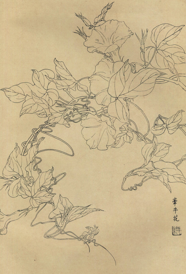百花图谱99 牵牛花 高清大图下载
