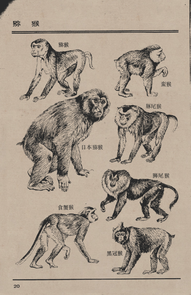 百兽图猕猴 高清大图下载