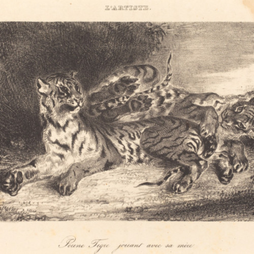 两只老虎速写 德拉克洛瓦油画高清大图-166