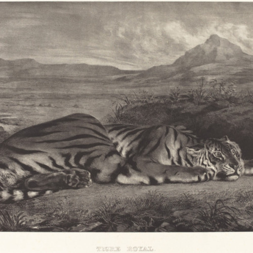 卧着的老虎速写 德拉克洛瓦油画高清大图-145