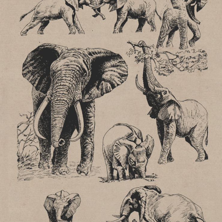 百兽谱 非洲象 高清大图下载