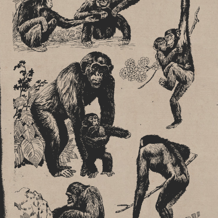 百兽图 黑猩猩 高清大图下载
