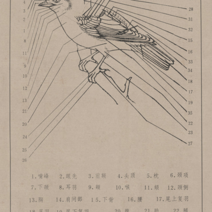 百鸟谱 (7) 高清大图下载