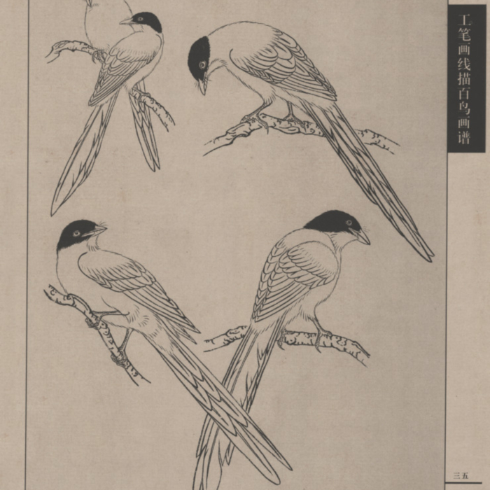 百鸟谱 (78) 高清大图下载