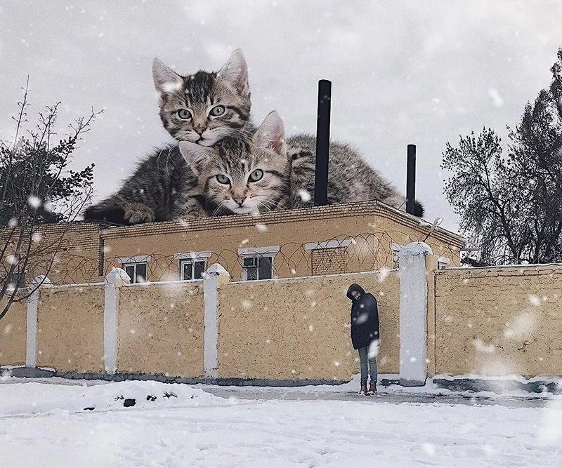 冬天猫主子们蹒跚的爬上墙头玩雪