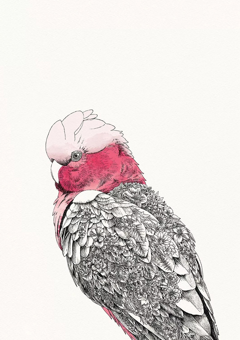 粉红凤头鹦鹉