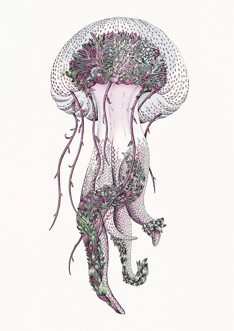 淡紫色水母