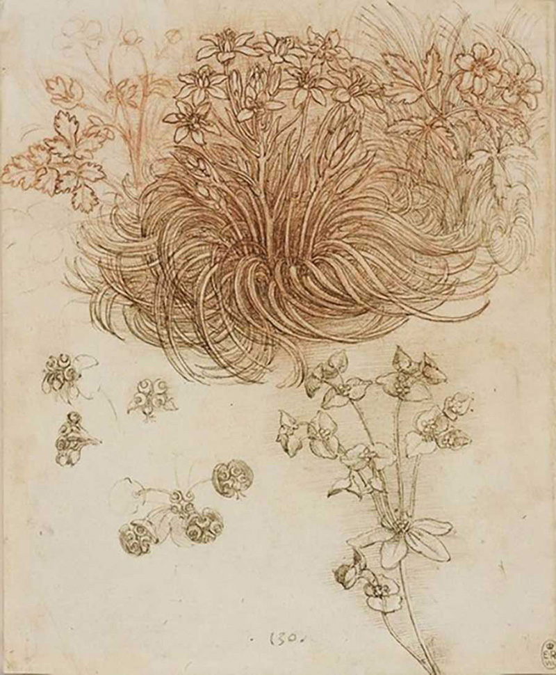 达·芬奇，《伯利恒、木海葵和大戟螺旋花蕾》，约1505-1510年