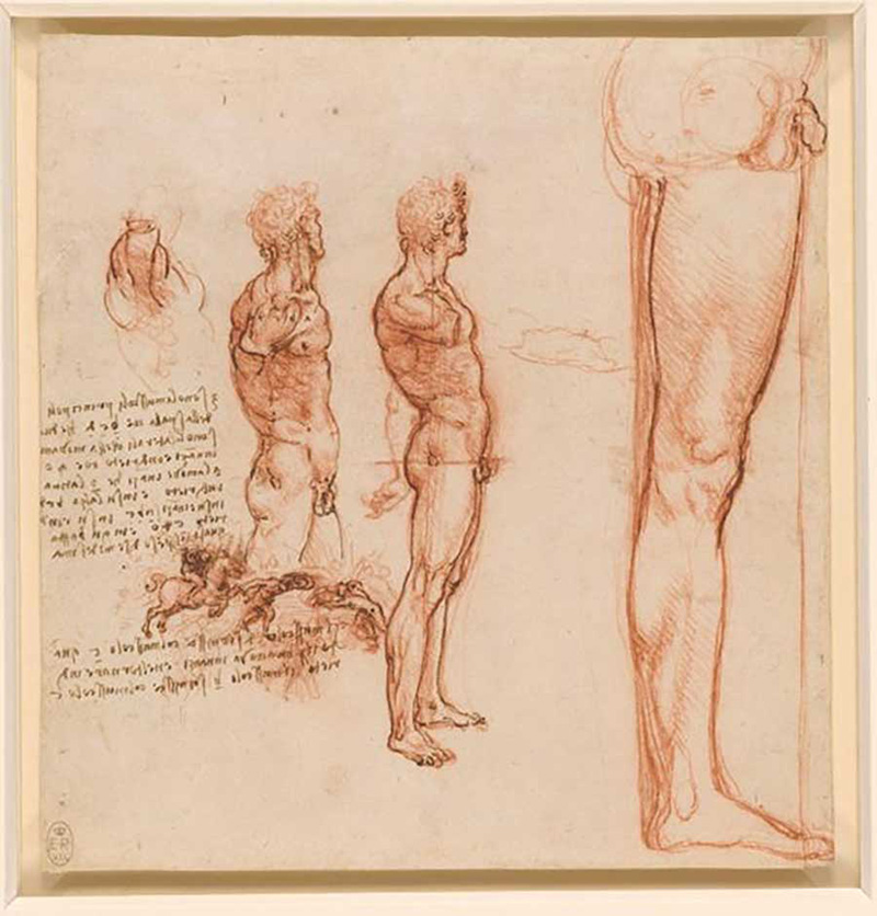 达·芬奇，《肩部、躯干和腿部的肌肉》，约1504-1506